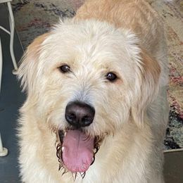 Labradoodles from DeShazo Farms