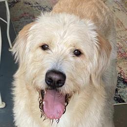 Labradoodles from DeShazo Farms