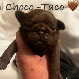 Choco Taco, Chocolate boy 1 - Black male Pug puppy in Onalaska, Washington from Cupid’s Pugs