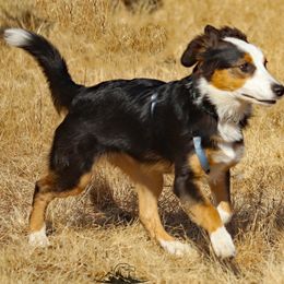 English Shepherd Puppies from Mondurles English Shepherds