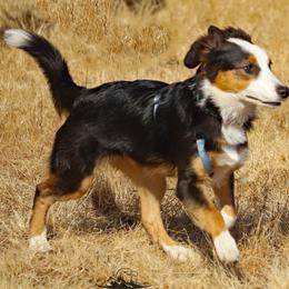 English Shepherd Puppies from Mondurles English Shepherds