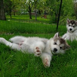 Alaskan Malamute Puppies from Delphi Alaskan Malamutes