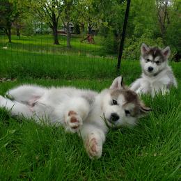 Alaskan Malamute Puppies from Delphi Alaskan Malamutes