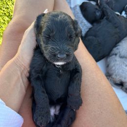 Edith - Black female Bernedoodle puppy in Yuba City, California from Ranch House Doodles