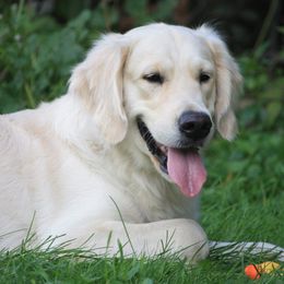Button - Golden Retriever