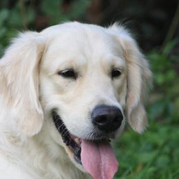 Button - Golden Retriever