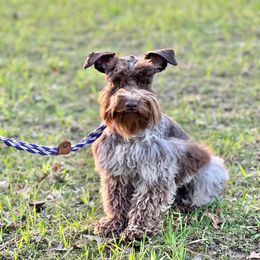 Ace - Miniature Schnauzer