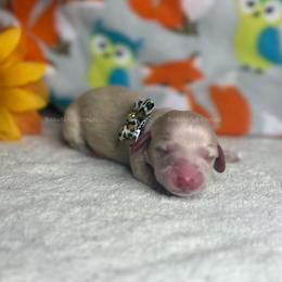 Ground Ginger - Cream female Dachshund puppy in Washington from Beautiful Doxies
