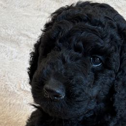 Poodles from Cedar Grove Standard Poodles