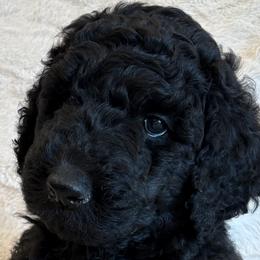 Poodles from Cedar Grove Standard Poodles