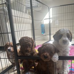 Cavapoo and Goldendoodle Puppies from Christianna’s Mini Goldendoodles