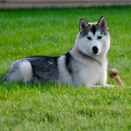 Siberian Huskies from Danson Siberians