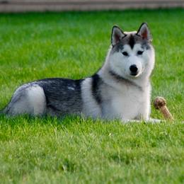 Siberian Huskies from Danson Siberians