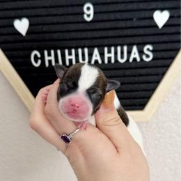 Gary - Fawn brindled black male Chihuahua puppy in Harrison, Michigan from Cloud9 Chihuahuas