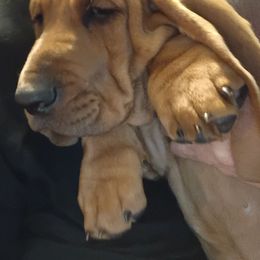 Lucy - Brown and white female Basset Hound puppy in Imler, Pennsylvania from Happy Hounds
