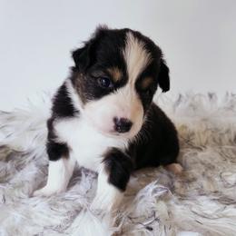 Lady Bird - Black tri-color female Australian Shepherd puppy in Hawaii from Hawaii Australian Shepherds