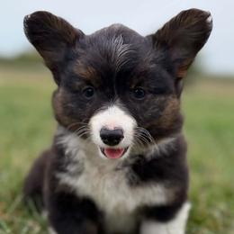 Female 2 - Black and white female American Corgi puppy in Portland, North Dakota from Sliding stop corgis