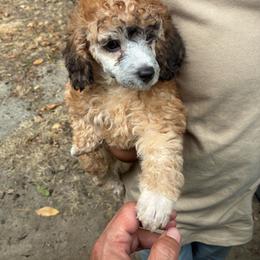 Dark sable female - Sable female Poodle puppy in Burien, Washington from South Sound Doodles
