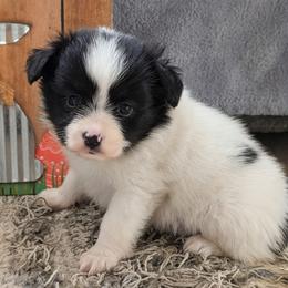 Merlot - White and black male Papillon puppy in Dorset, Ohio from Classy Country Papillons
