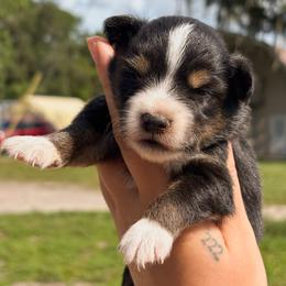 Diesel ASDR - Black tri male Toy Australian Shepherd puppy in Polk City, Florida from Skaky Shepherds