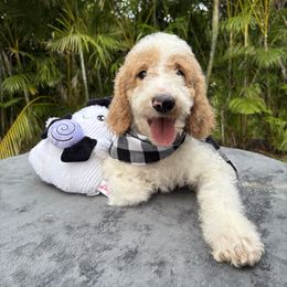 Blake - Parti male Goldendoodle puppy in Palm Beach, Florida from Cuddly Doodles