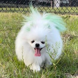 Zoe - Pomeranian