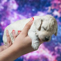 Dipper - White female Poodle puppy in Pleasant Grove, Utah from Out of This World Poodles