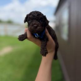 Tank (phantom) - Phantom male Poodle puppy in Nashville, Arkansas from Cuddles n Curls