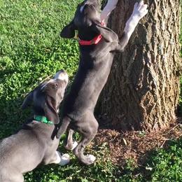 Mountain Cur Puppies from Walnut Ridge Mountain Curs