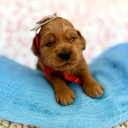Santa's Little Sweetheart Lexi - Apricot female Goldendoodle puppy in Spanish Fork, Utah from Maplesierradoodles