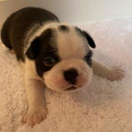 Jayden - Black brindle and white male Boston Terrier puppy in Imperial, Missouri from Boston Kup Breeders