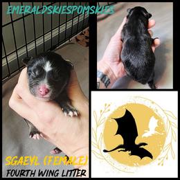 Sgaeyl (S-gail) - Black and white female Pomsky puppy in Sumter, South Carolina from Emerald Skies Pomskies