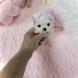 Maltese and Yorkshire Terrier Puppies from tatortot pup
