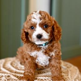 Breeze - Red male Cavapoo puppy in Tucson, Arizona from Sun Valley Goldendoodles