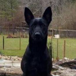 Belgian Malinois from Granite City Kennel