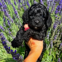 Sierra - Black and chalk female Australian Labradoodle puppy in Millville, California from Hope Lane Kennels
