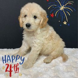 Bernedoodle and Goldendoodle Puppies from I Dream of Doodles
