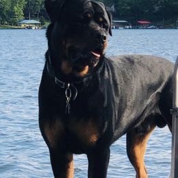 Rottweilers from Hanna Rottweilers