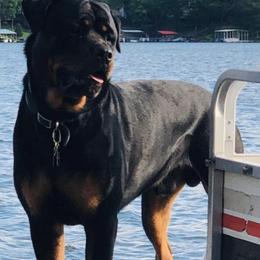 Rottweilers from Hanna Rottweilers
