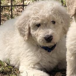 Sawyer - White male Poodle puppy in Poplarville, Mississippi from Southern Belle Poodles