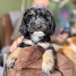 Caramel Latte - with training - Black and tan female Cockapoo puppy in Boonville, North Carolina from Doods & Dolls