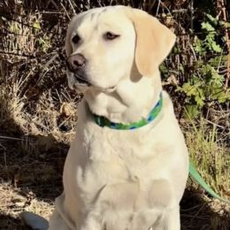 Kate - Labrador Retriever