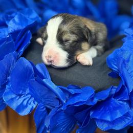Gus Gus - Sable male Pembroke Welsh Corgi puppy in Valley, Washington from Corgis of the Mountain Valley