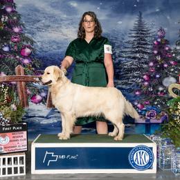 Apricot - Golden Retriever