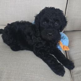 Kane - Black male Goldendoodle puppy in Wauseon, Ohio from Medium Labradoodles 🐾