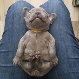 French Bulldog Puppies from Top Paw Frenchies
