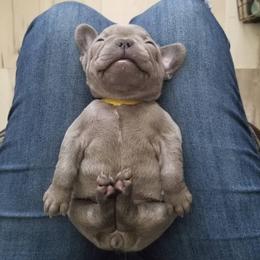 French Bulldog Puppies from Top Paw Frenchies