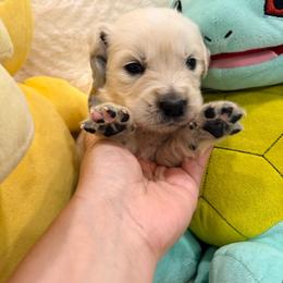Onix - Light golden male Golden Retriever puppy in Shingle Springs, California from Creamy Retrievers