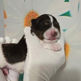 Fred - Parti male Miniature Schnauzer puppy in Hertford, North Carolina from Little Bug Schnauzers