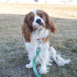 Copper - Cavalier King Charles Spaniel